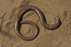 Anguis fragilis