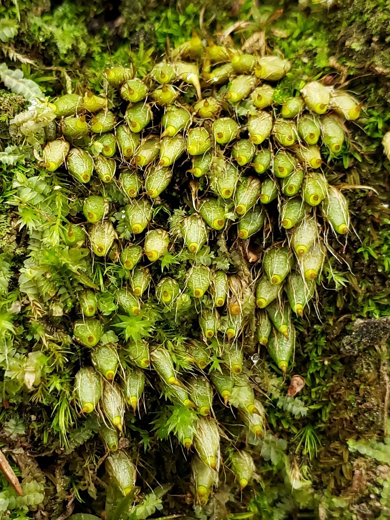 Diphyscium