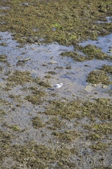 Chroicocephalus ridibundus