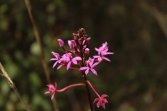 Epidendrum arachnoglossum