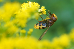 Volucella zonaria