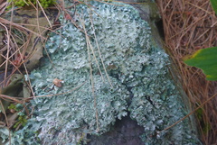 Punctelia graminicola