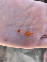 Clione limacina
