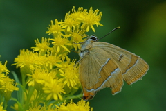 Thecla betulae