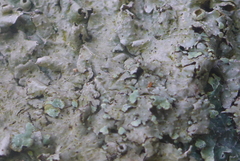 Punctelia graminicola