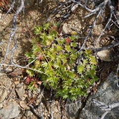 Potentilla vulcanicola