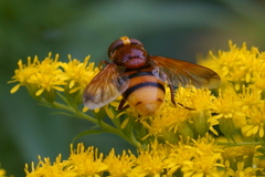 Volucella zonaria
