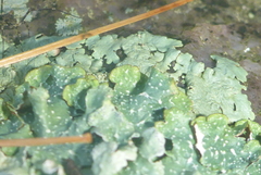 Punctelia graminicola