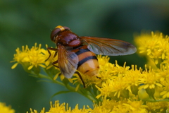 Volucella zonaria