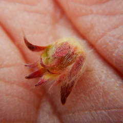 Potentilla vulcanicola