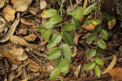 Xylosma spiculifera