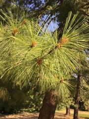 Pinus wallichiana