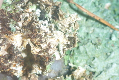 Punctelia graminicola