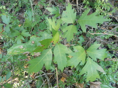 Toxicodendron radicans verrucosum
