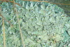 Punctelia graminicola