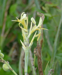 Canna glauca
