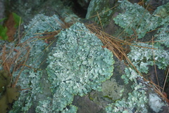 Punctelia graminicola