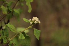 Aristeguietia lamiifolia