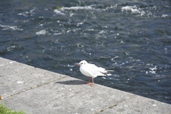 Chroicocephalus ridibundus