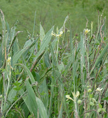 Canna glauca
