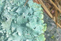 Punctelia graminicola