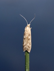 Occidentalia comptulatalis