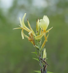 Canna glauca