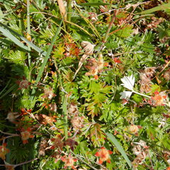 Potentilla vulcanicola