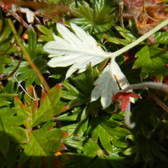 Potentilla vulcanicola
