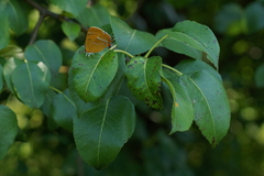 Thecla betulae