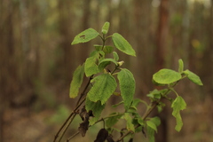Aristeguietia lamiifolia