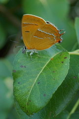 Thecla betulae