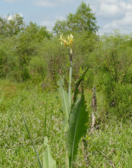 Canna glauca