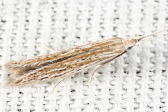 Coleophora quadruplex