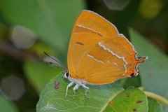 Thecla betulae