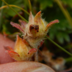 Potentilla vulcanicola
