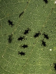 Corythucha juglandis