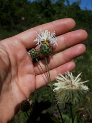 Centaurea scabiosa apiculata