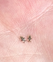 Corythucha juglandis