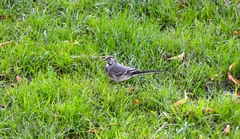 Motacilla alba
