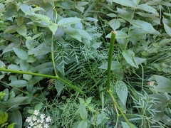 Laserpitium peucedanoides