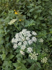 Laserpitium peucedanoides