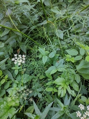 Laserpitium peucedanoides