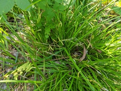 Carex capillaris