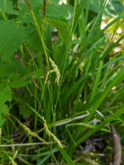 Carex capillaris