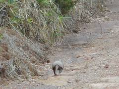 Euphractus sexcinctus
