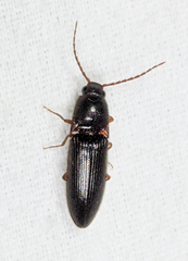 Dipropus soleatus