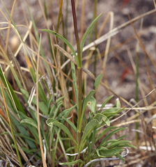 Penstemon cinicola