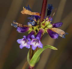 Penstemon cinicola