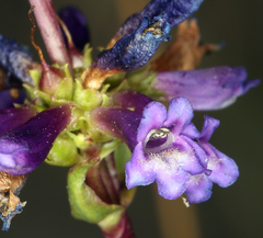 Penstemon cinicola